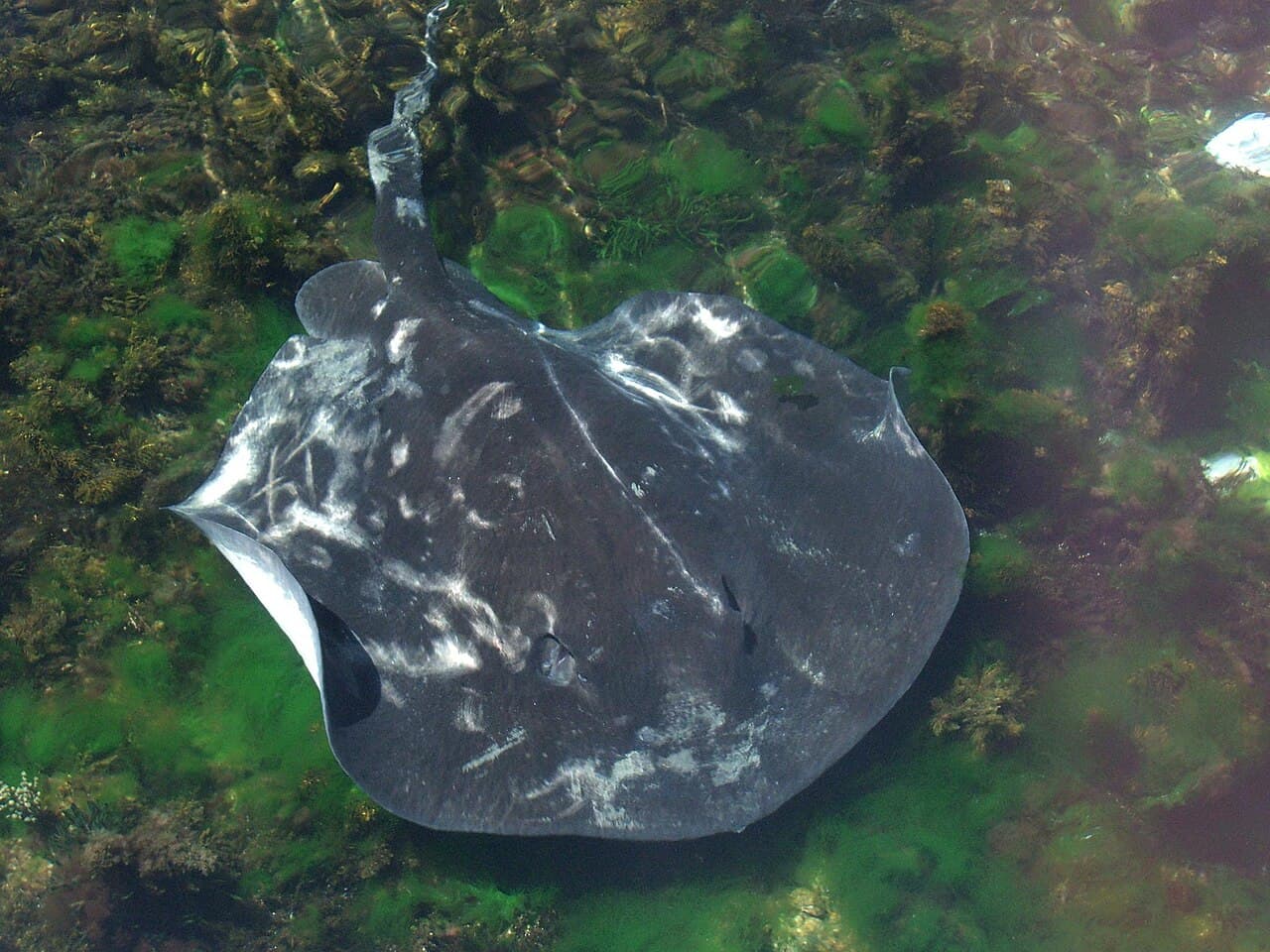 Bathytoshia brevicaudata
