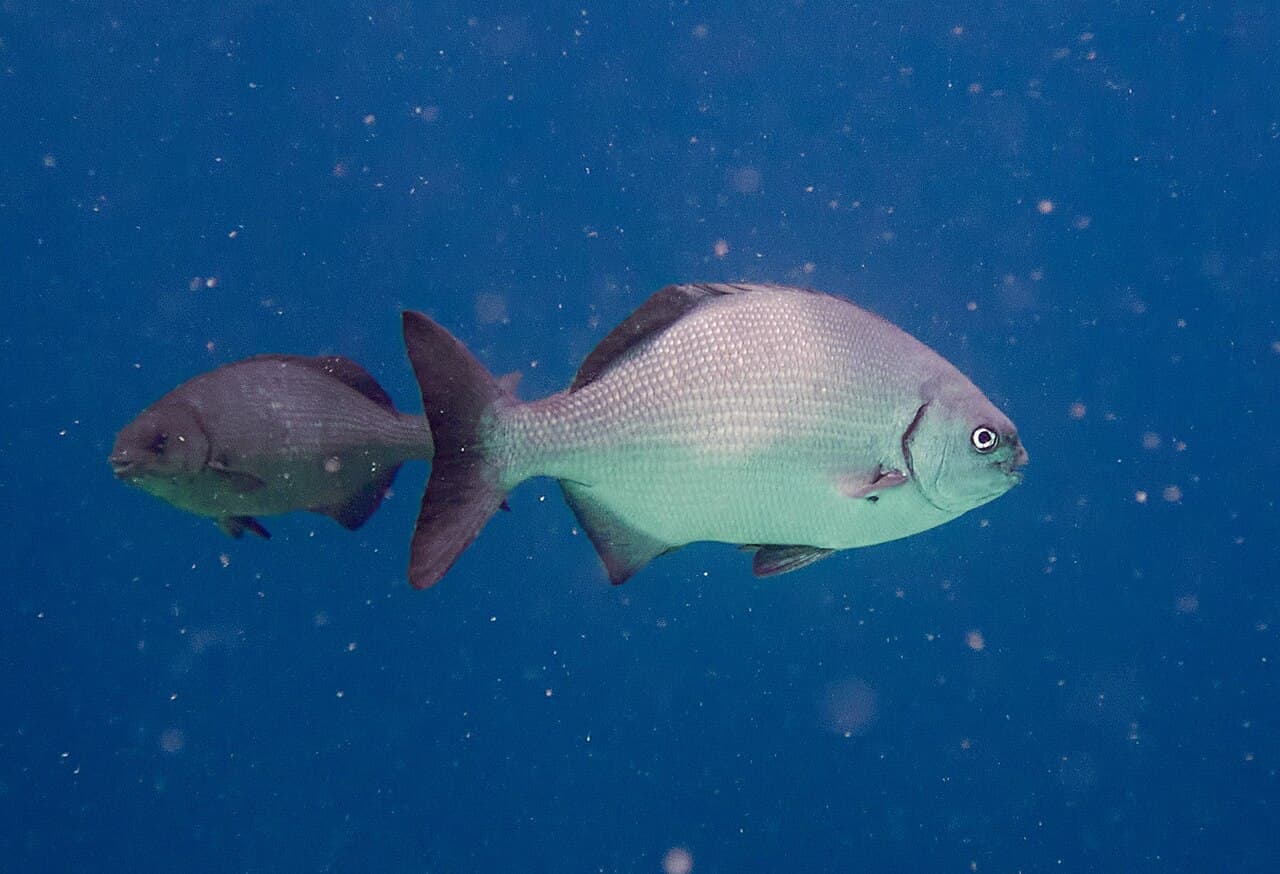 Bermuda chub