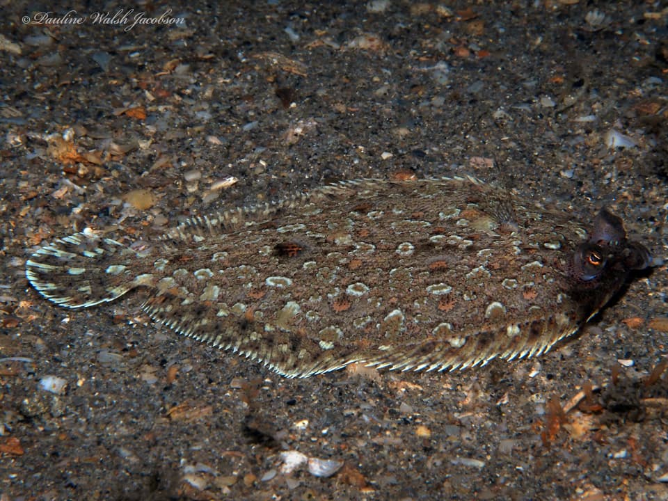 Bothus ocellatus