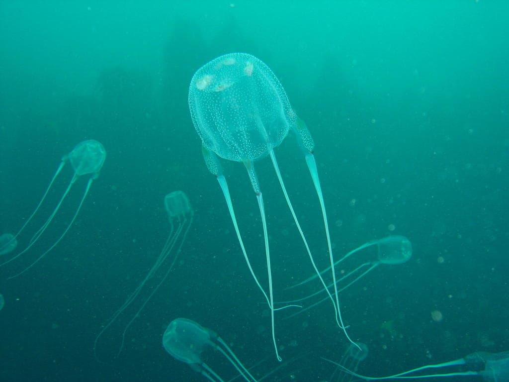 Box jellyfish (Tripedalia, harmless)