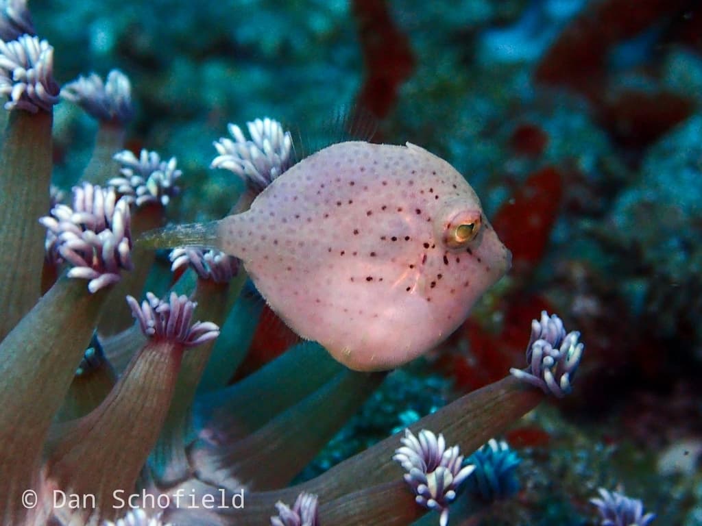 Brachaluteres taylori