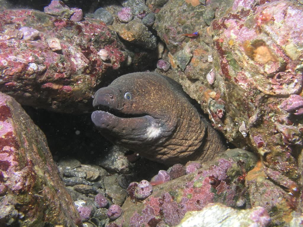 California moray