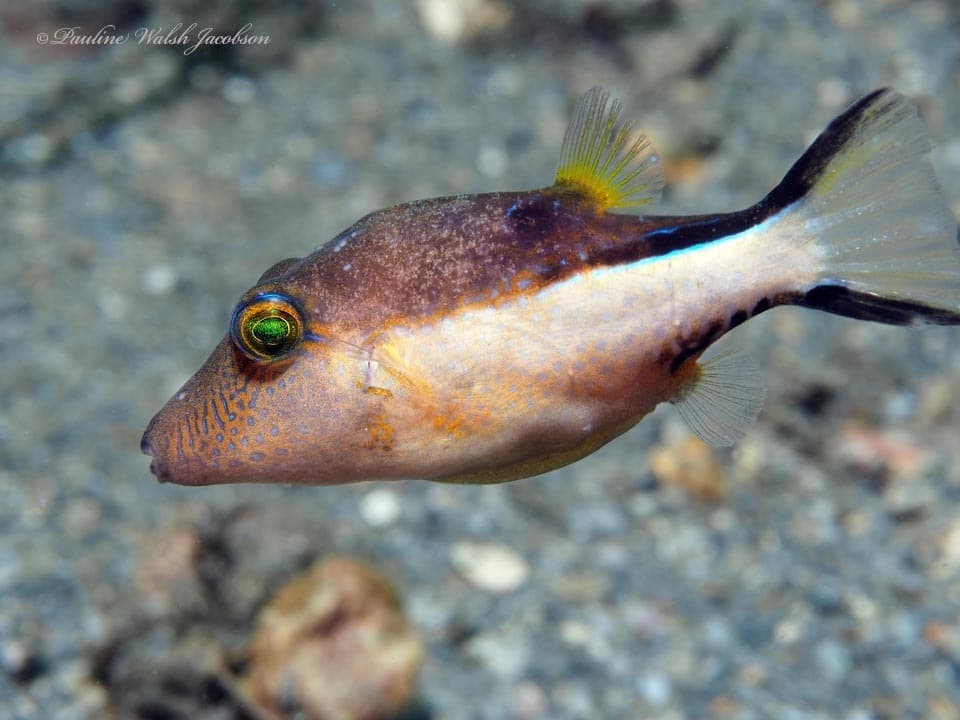 Canthigaster rostrata