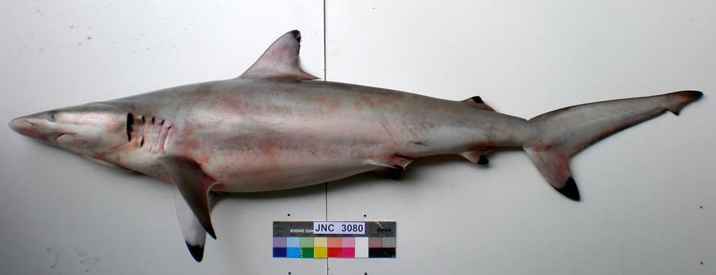 Carcharhinus brevipinna