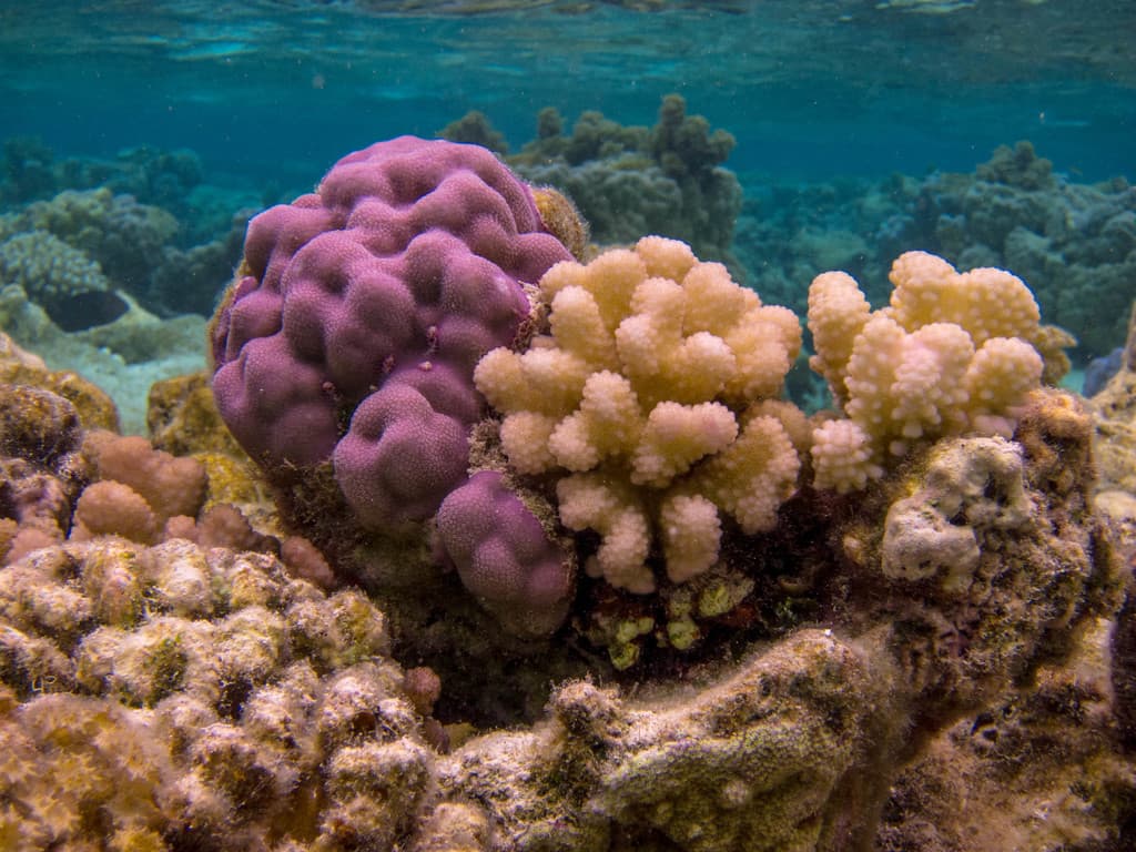 Cauliflower coral