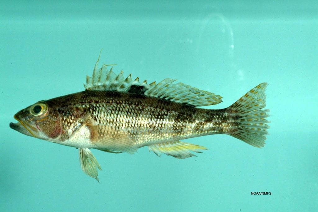 Centropristis philadelphica