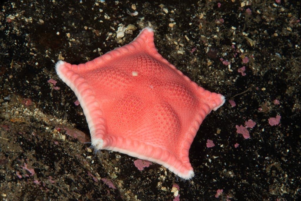Ceramaster granularis