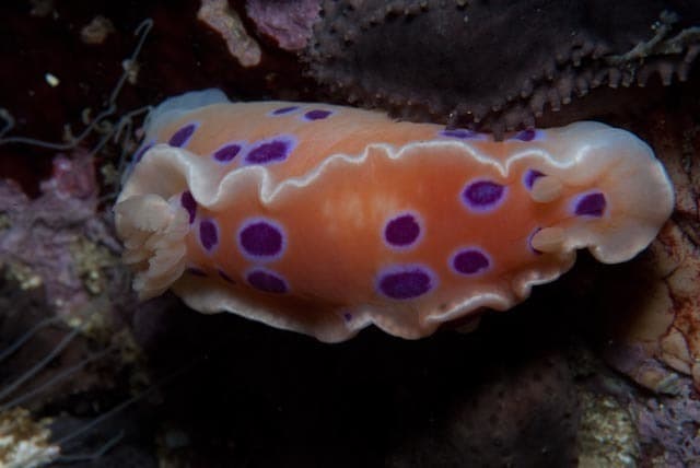 Ceratosoma ingozi
