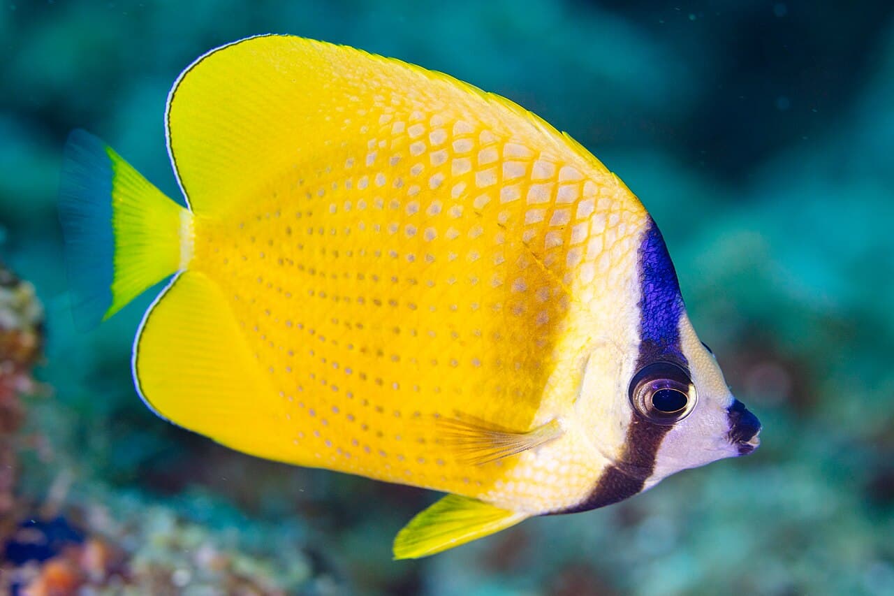 Chaetodon kleinii