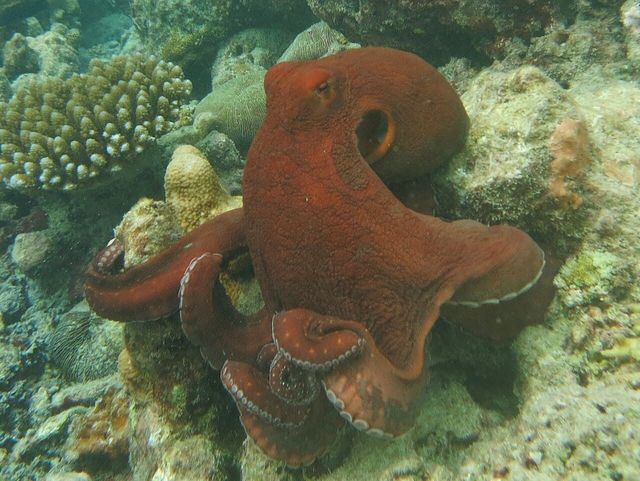 Day octopus (heʻe / tako)