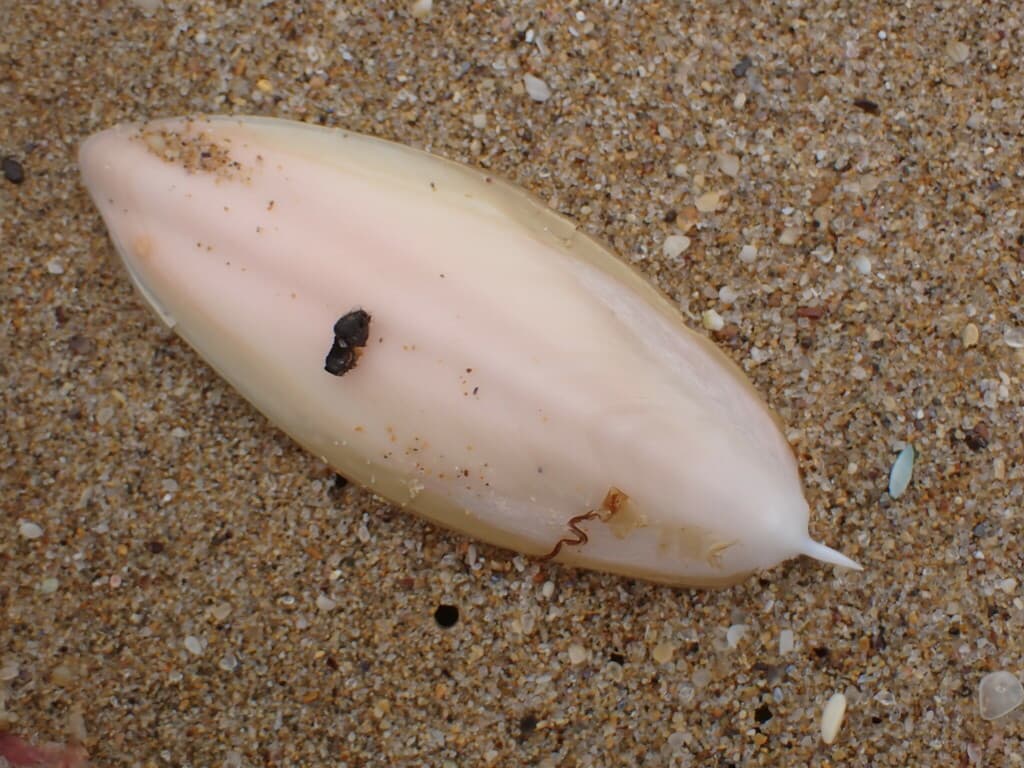 Decorisepia hedleyi