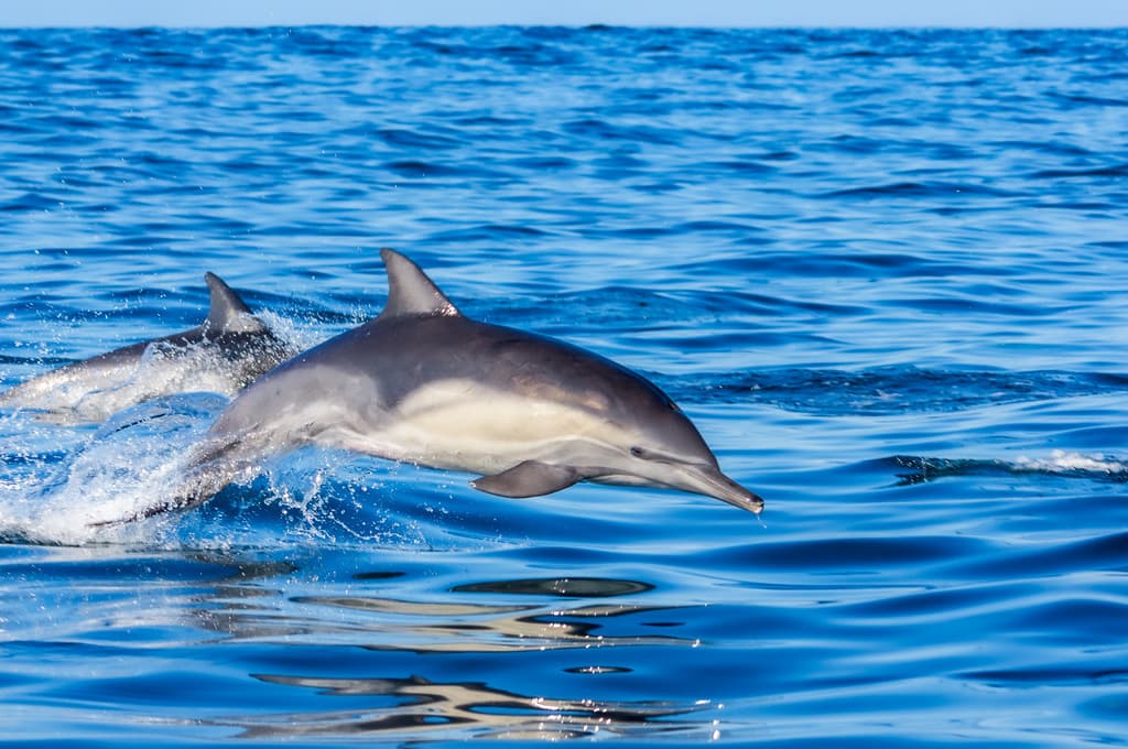 Delphinus delphis