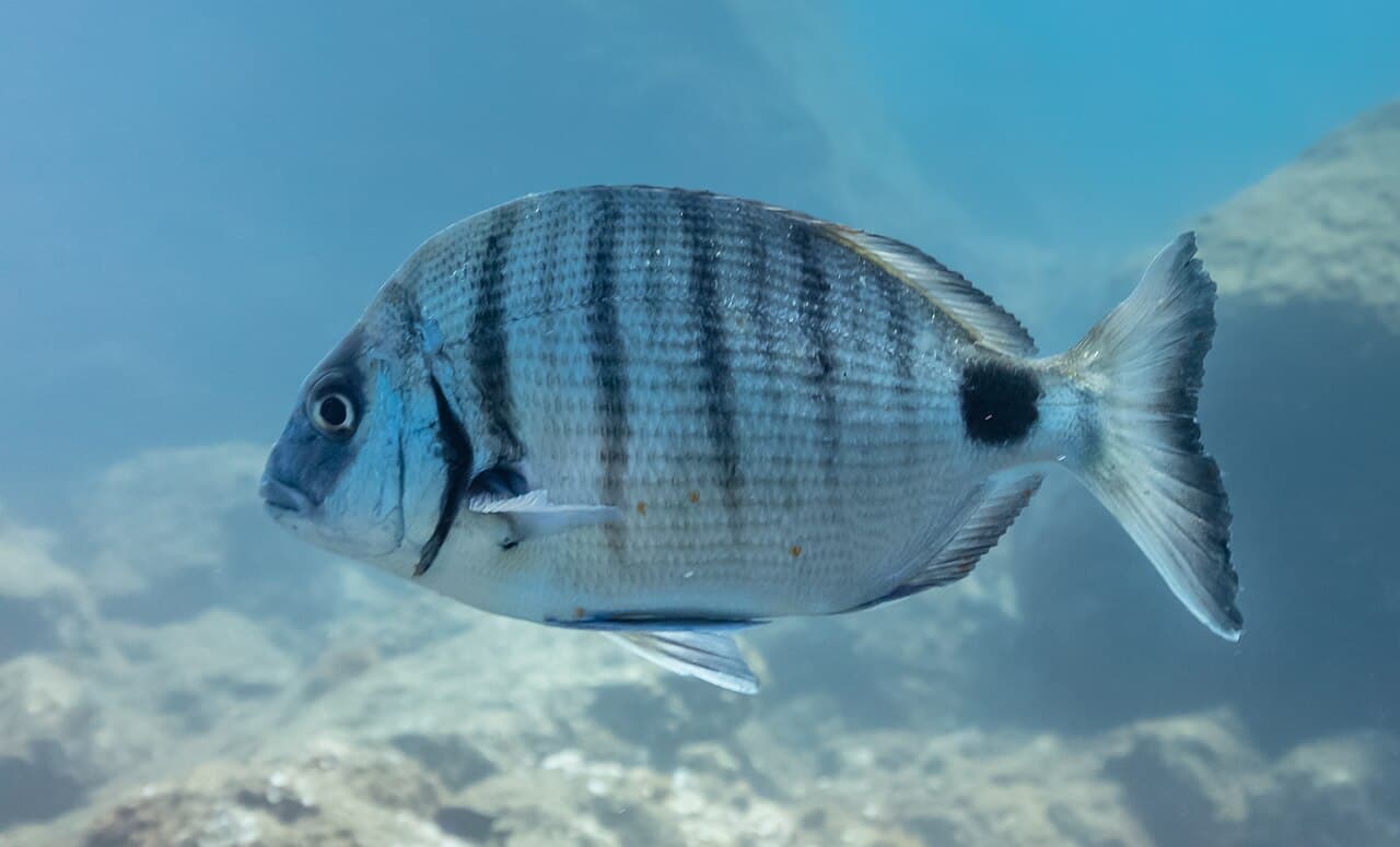 Diplodus sargus