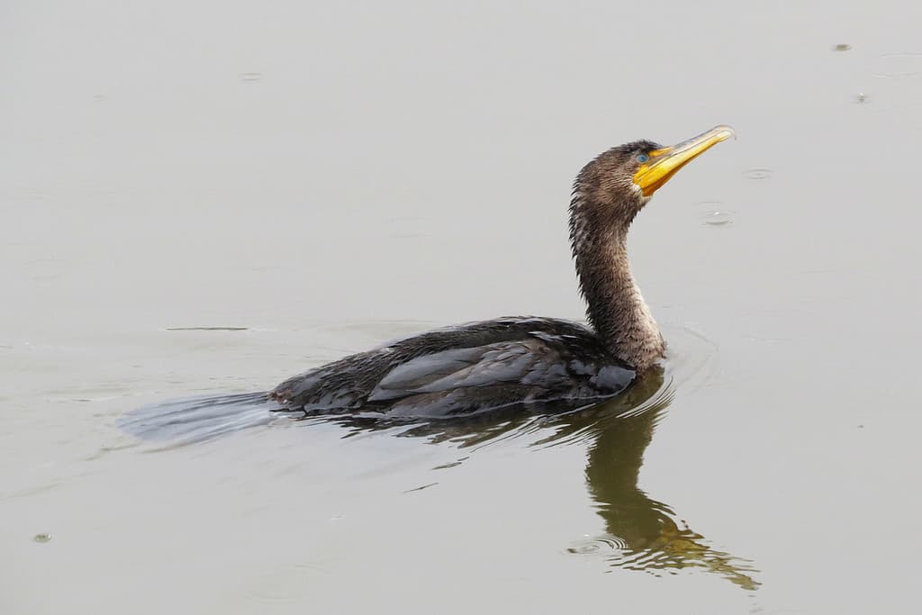 Double-crested cormorant (nesting on wreck)