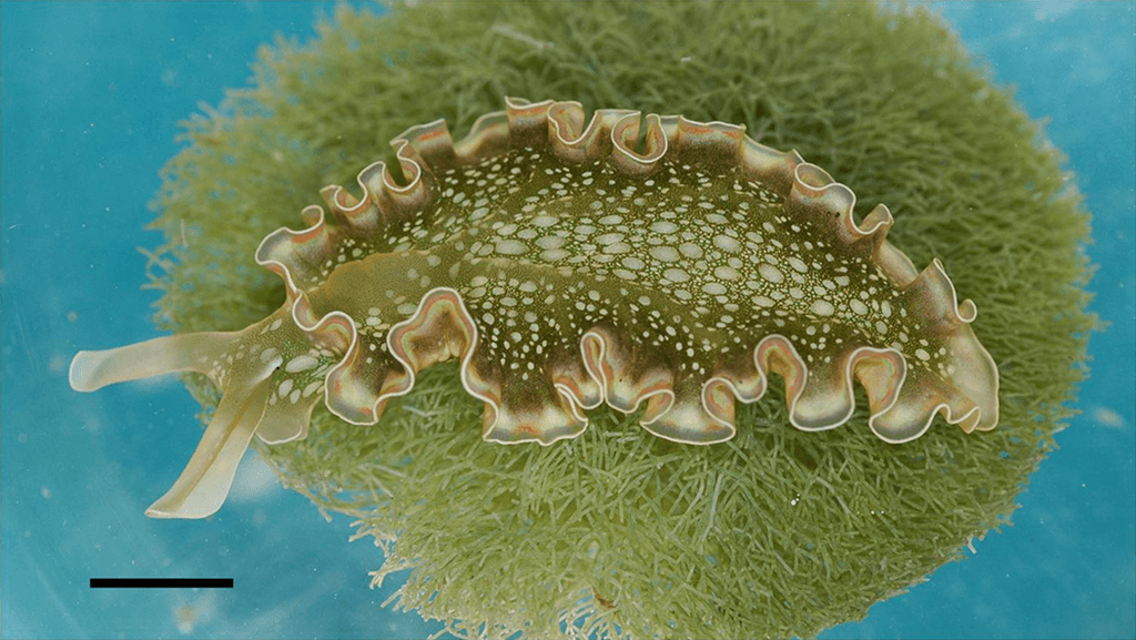 Elysia crispata