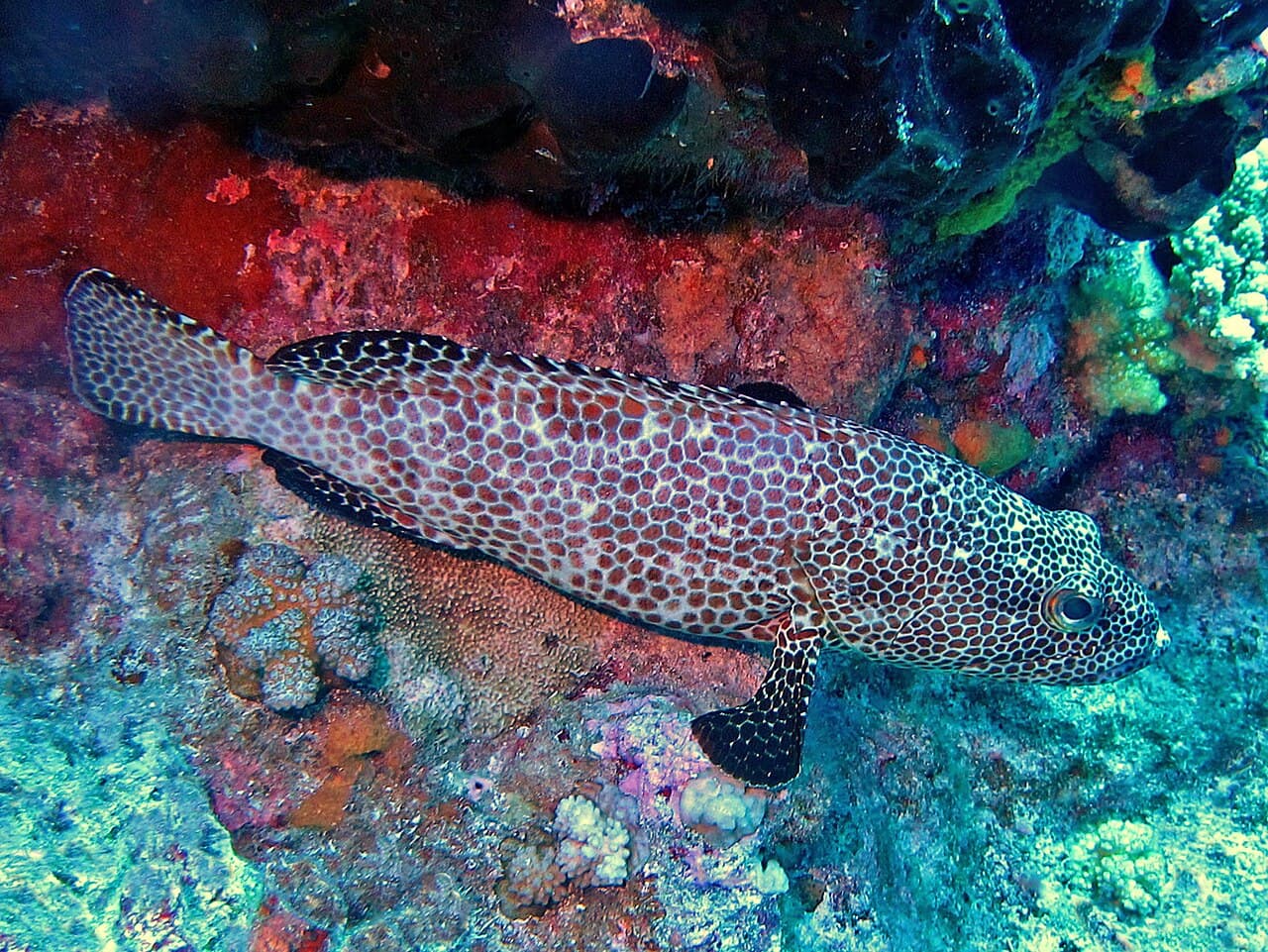 Epinephelus merra