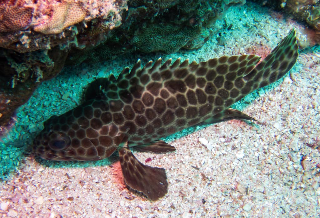 Epinephelus quoyanus