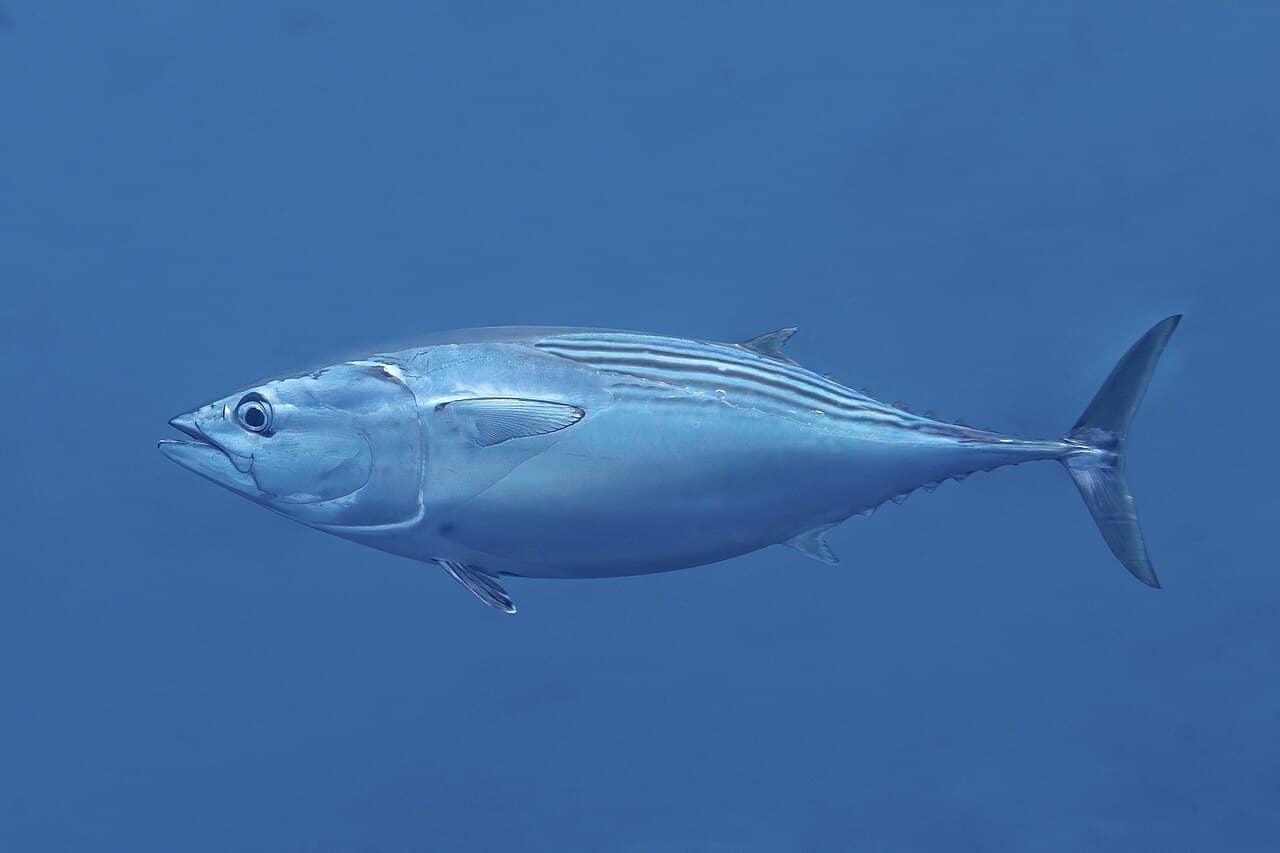Euthynnus lineatus
