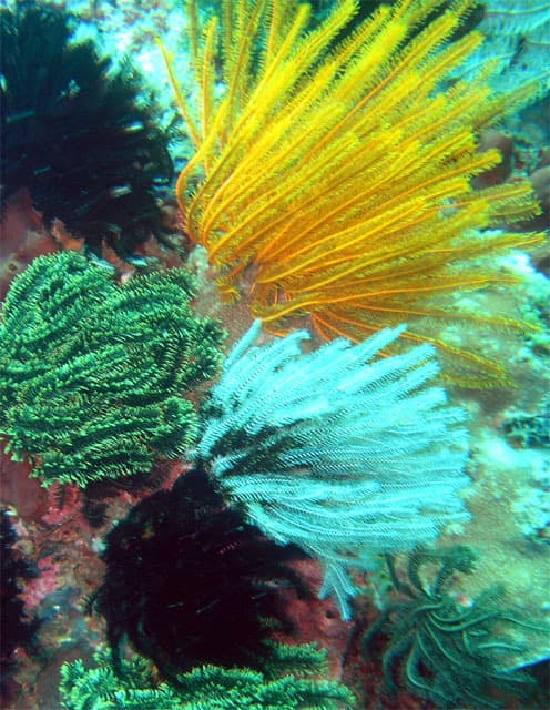 Feather star (crinoid)