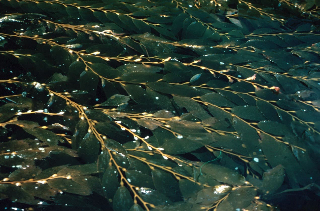 Giant kelp (kelp forest patches)