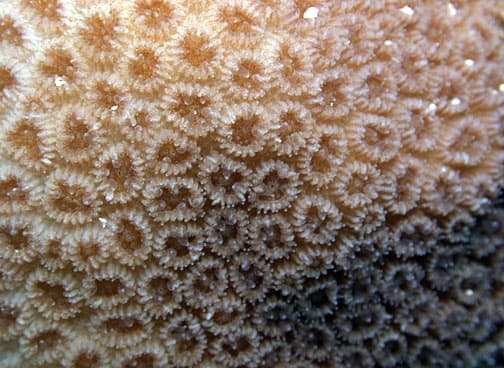 Goniastrea stelligera