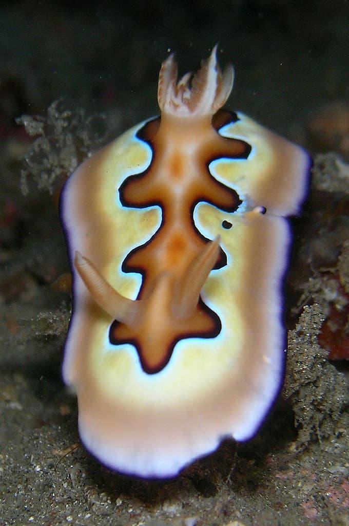 Goniobranchus coi