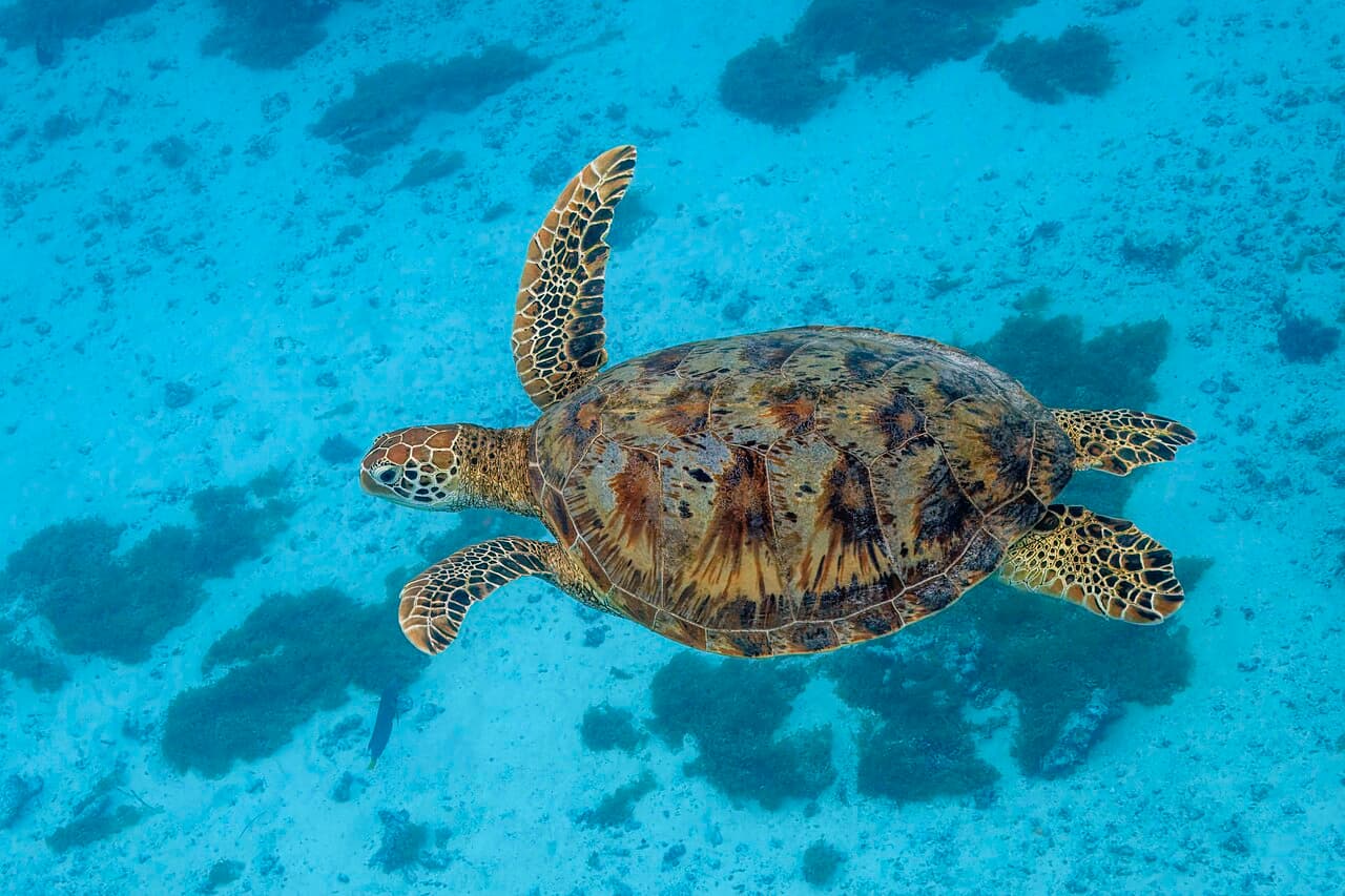Green sea turtle