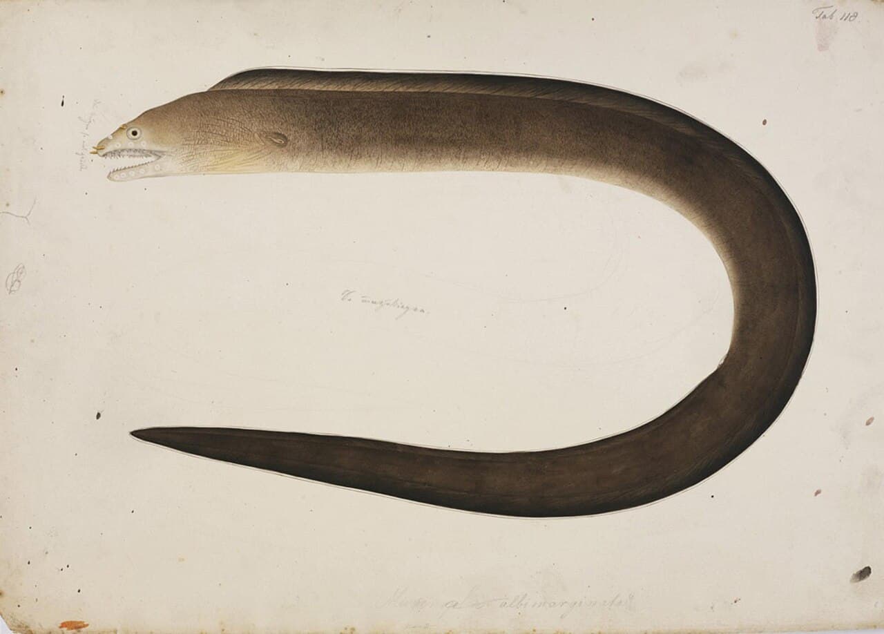 Gymnothorax hepaticus