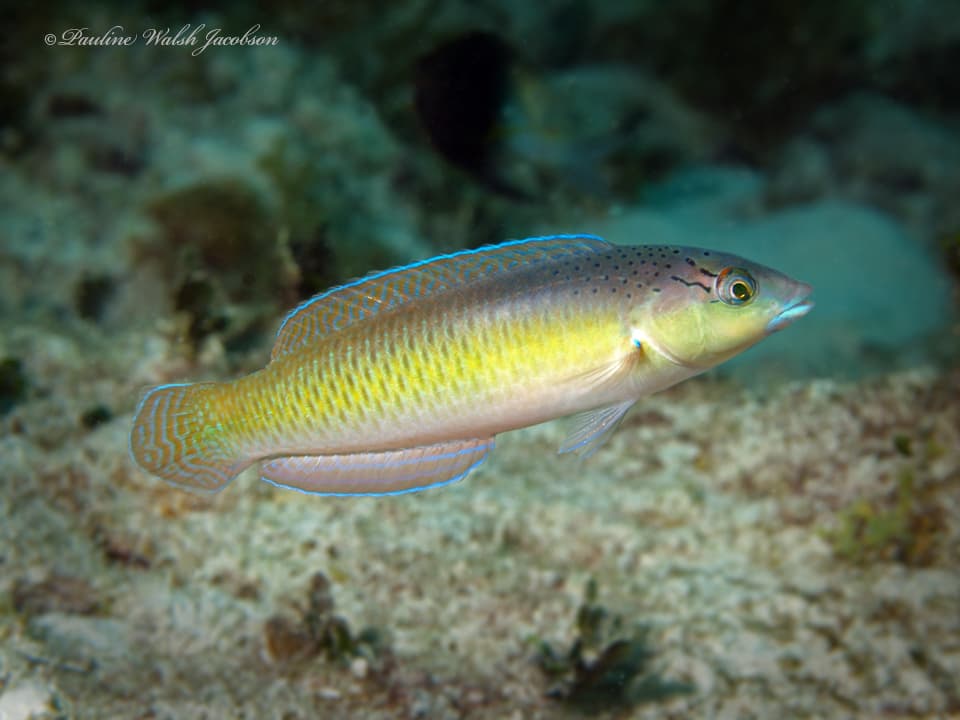 Halichoeres garnoti