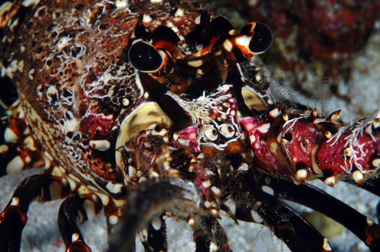 Hawaiian spiny lobster