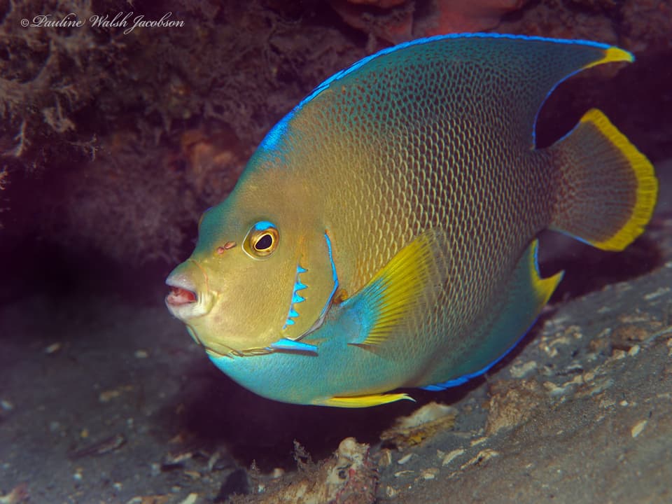 Holacanthus bermudensis