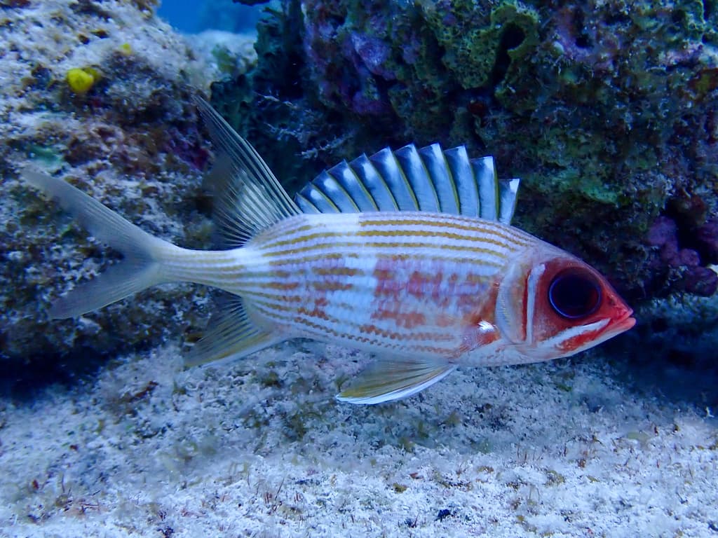 Holocentrus rufus