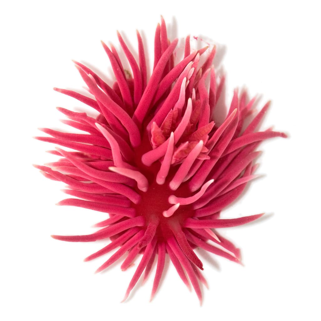 Hopkins' rose nudibranch