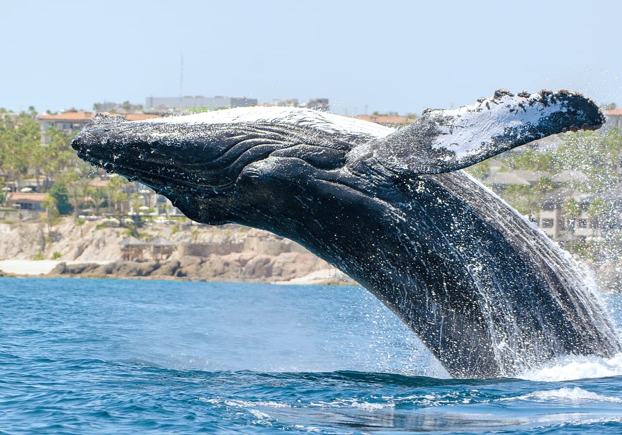 Humpback whale (heard/seen on crossings)