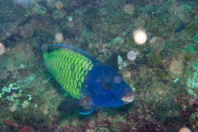 Humphead parrotfish