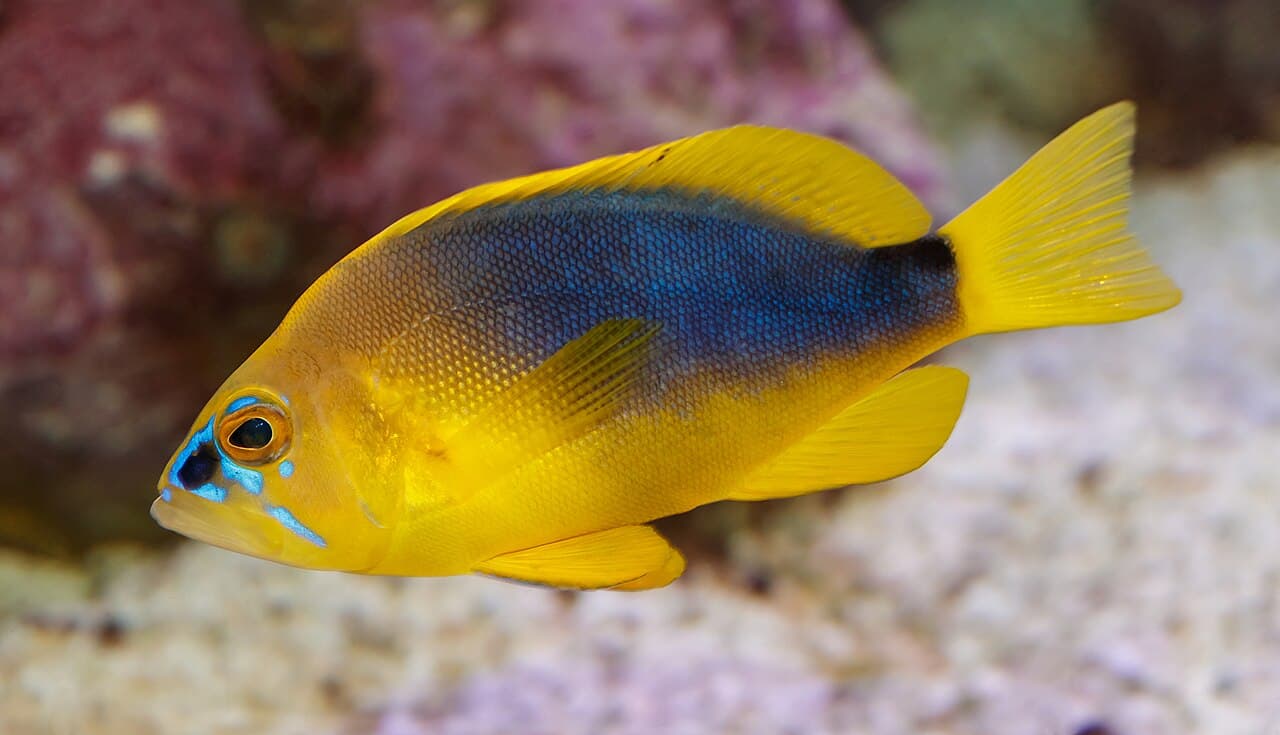 Hypoplectrus guttavarius