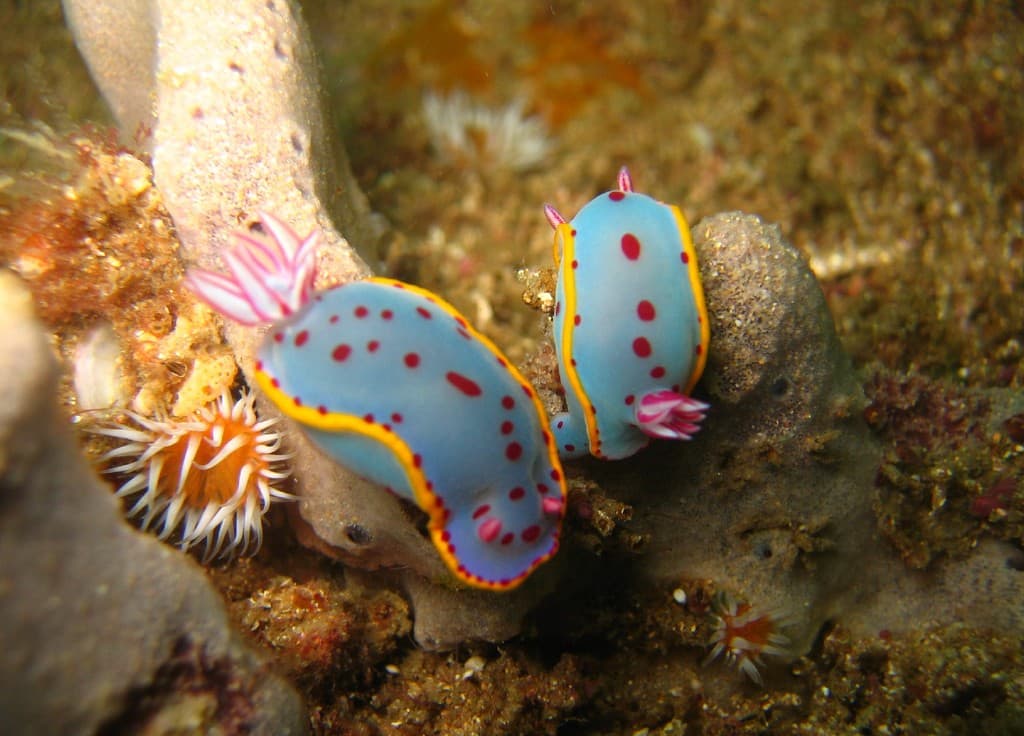 Hypselodoris bennetti