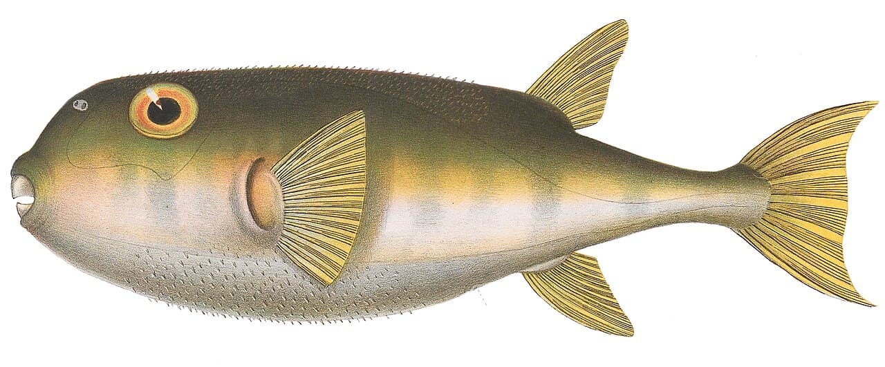 Lagocephalus lunaris