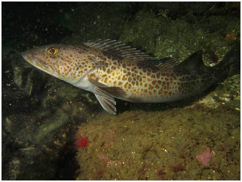 Lingcod (notably large residents)