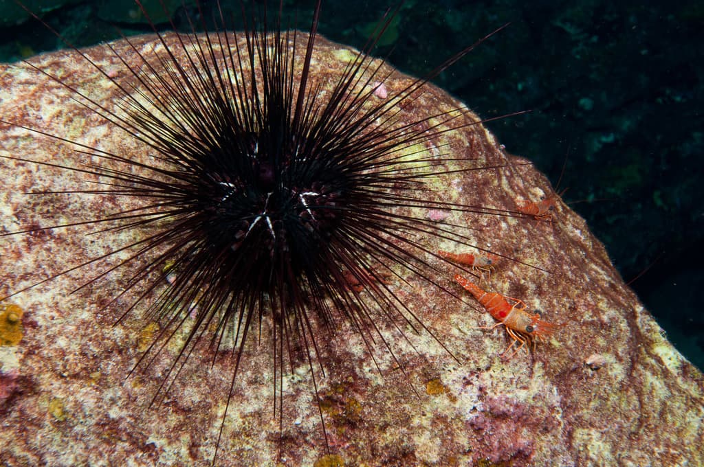 Long-spined sea urchin
