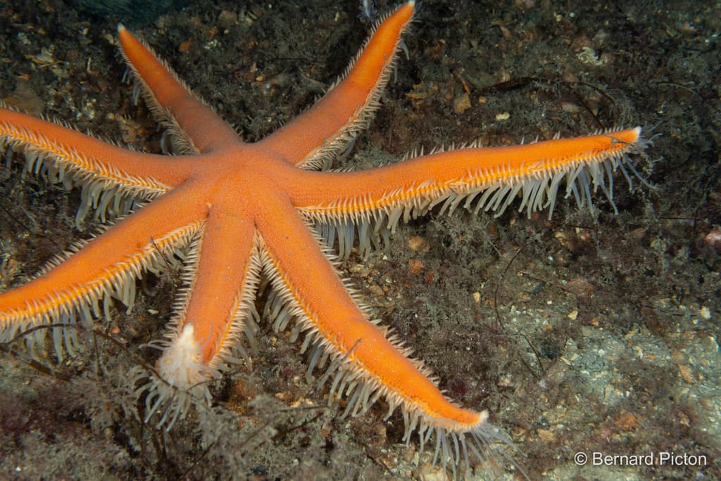 Luidia ciliaris