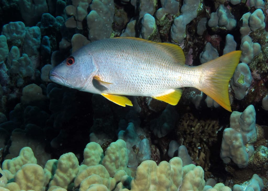 Lutjanus lutjanus