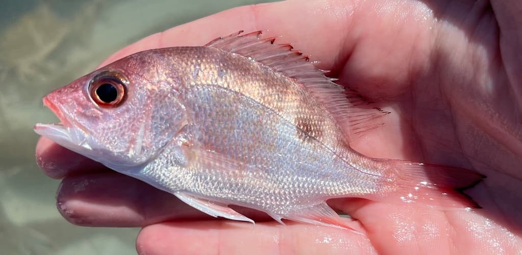 Lutjanus purpureus