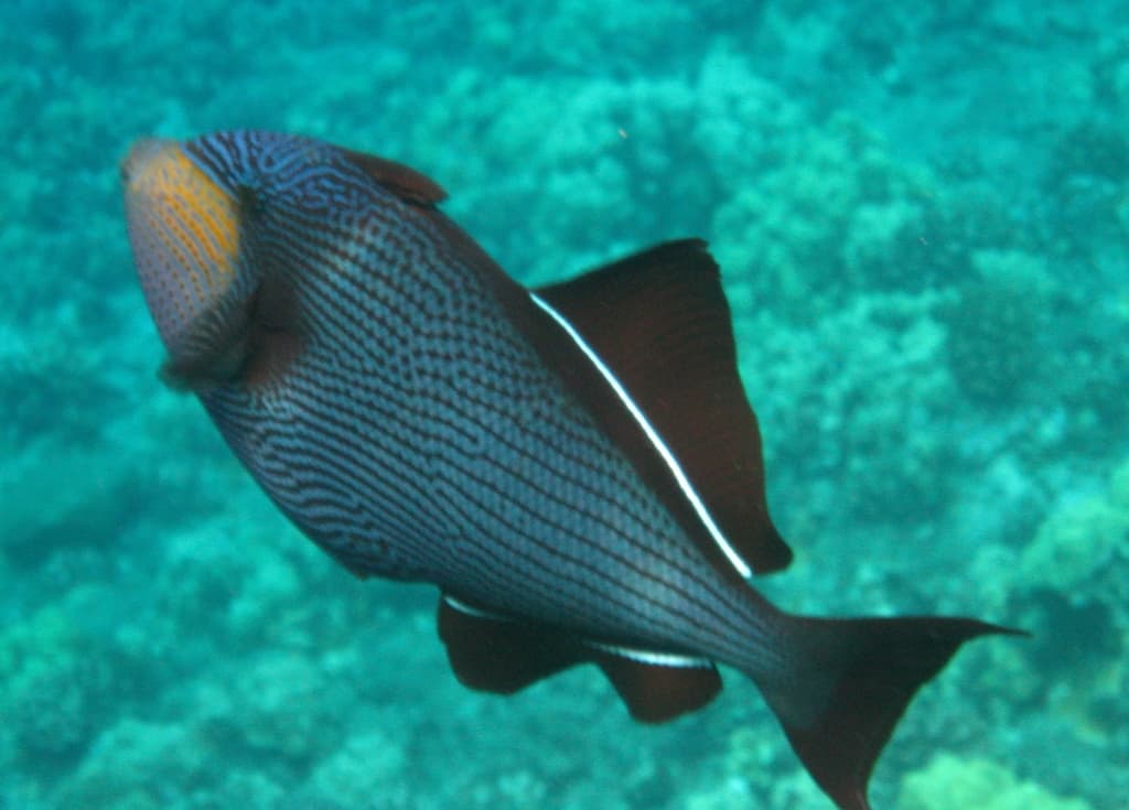 Melichthys niger