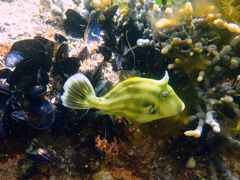 Meuschenia australis
