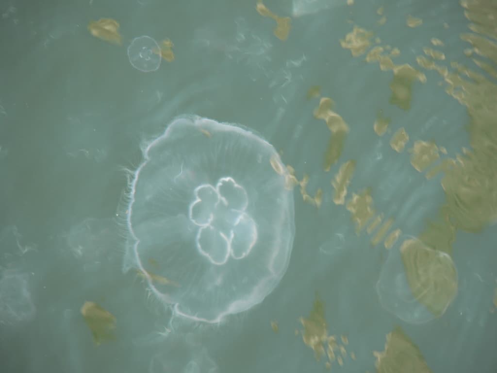 Moon jellyfish (Aurelia)