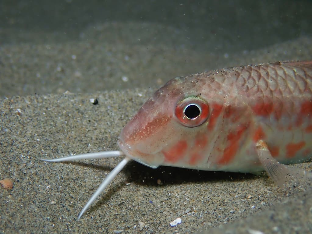 Mullus barbatus