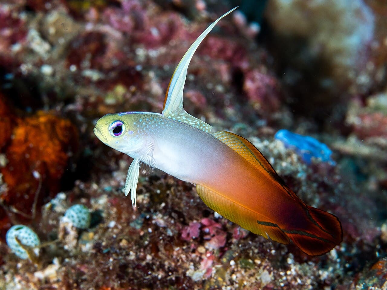 Nemateleotris magnifica