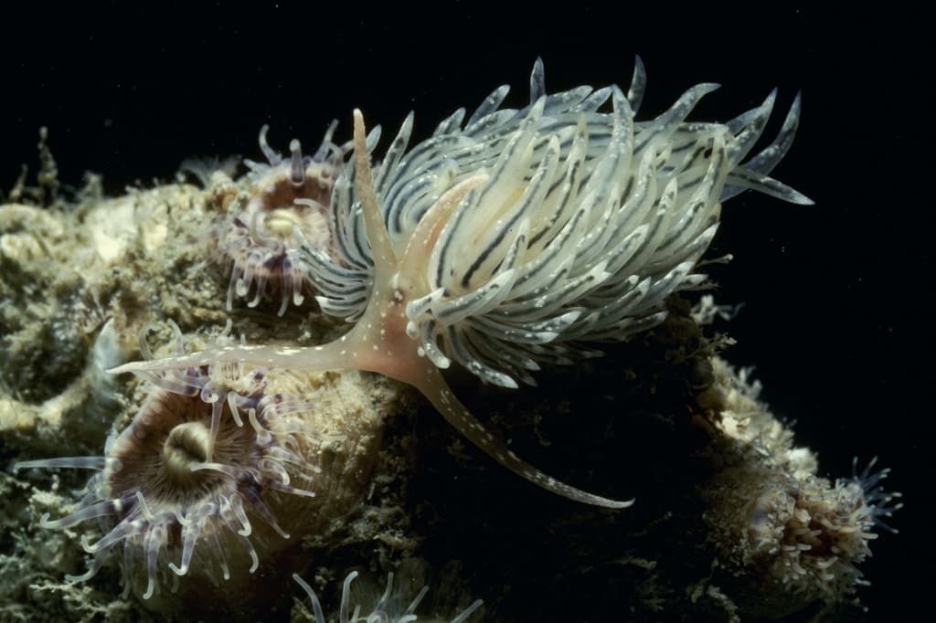 Nudibranchs (lemon dorid)