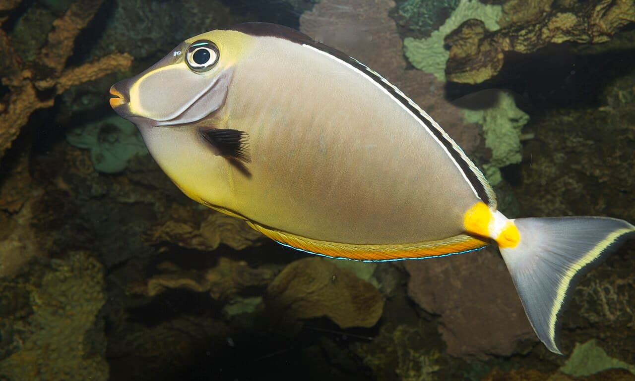 Orangespine unicornfish